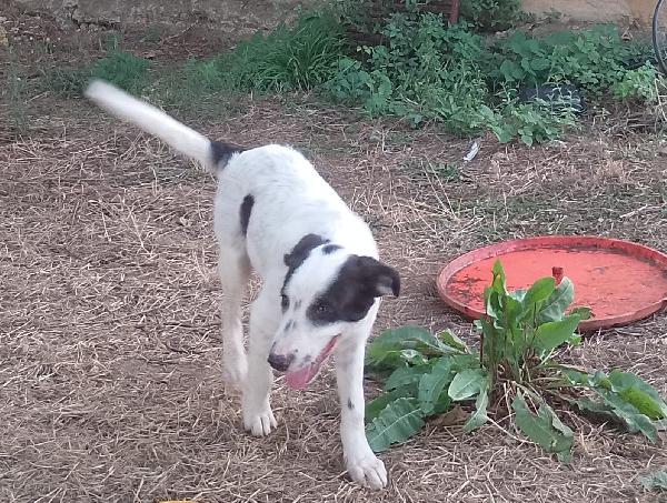 🌟🌟“Dolce, Bello E Compatibile Con Tutti: Dylan È Il Cucciolo Che Sogni!”